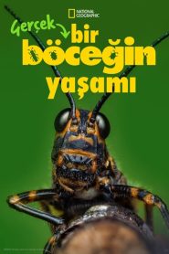 A Real Bug’s Life (Türkçe Dublaj)