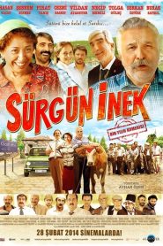 Sürgün İnek (2014) Yerli Film izle