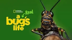 A Real Bug’s Life 2. Sezon 3. Bölüm izle